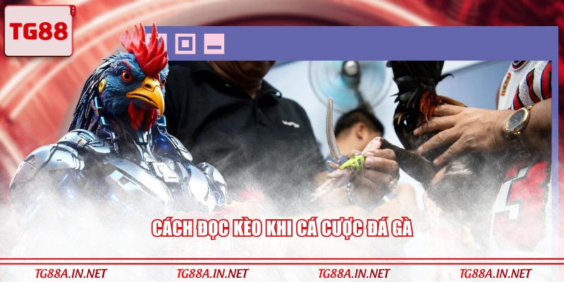 Cách đọc kèo khi cá cược đá gà 
