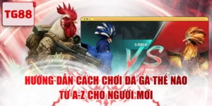 Hướng Dẫn Cách Chơi Đá Gà Thế Nào Từ A-Z Cho Người Mới
