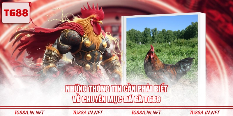Những thông tin cần phải biết về chuyên mục Đá Gà TG88
